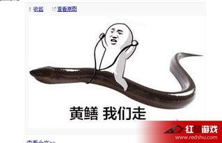 黄鳝视频 ftp,探寻水下生物的神秘世界