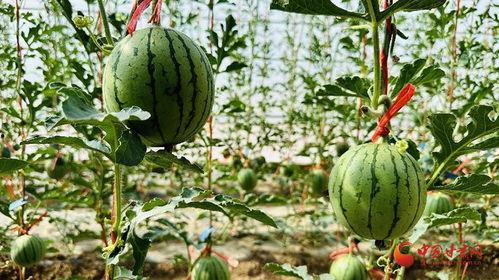 吊西瓜视频,揭秘西瓜种植与收获的奇妙过程