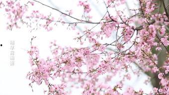 樱花视频在线高清观看,在线高清观看樱花视频盛宴