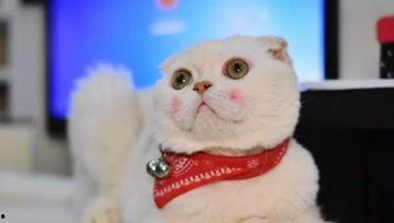 刘二豆和瓜子的小视频,趣味小视频背后的欢乐时光