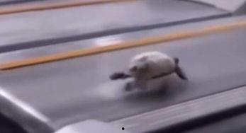 乌龟跑步视频,挑战极限的慢速马拉松