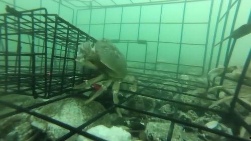 抓螃蟹视频大全视频播放,趣味盎然的海滩抓捕瞬间回顾