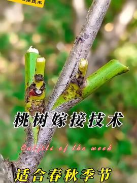 桃树嫁接视频,视频教学带你轻松掌握