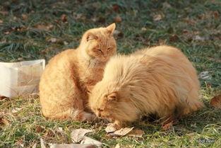 狗咬死猫视频,狗咬死猫事件全程回顾