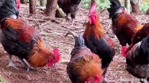 散养大公鸡视频,田园生活下的自然成长记