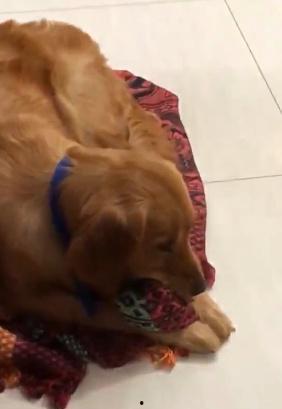 金毛犬视频大全,视频大全精选集锦