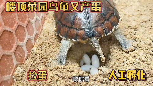 乌龟蛋怎么孵化视频,视频带你走进自然奇观